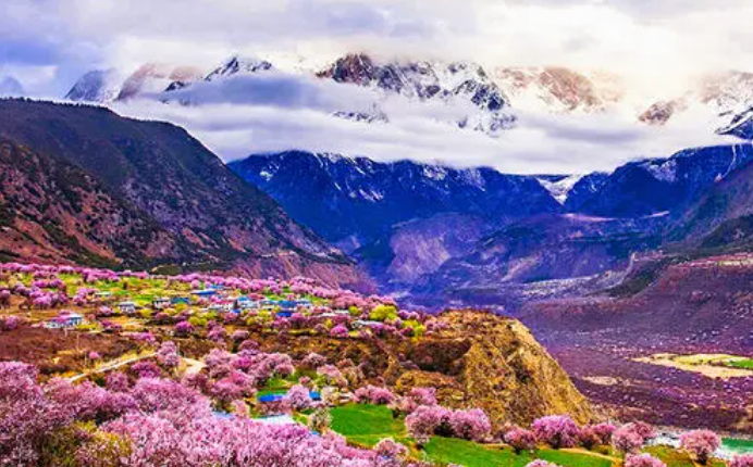 林芝桃花节-爱在西藏之春